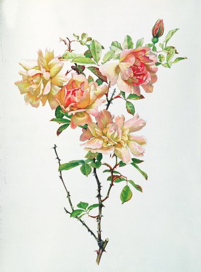 Rosa Chinensis by Alfred Parsons